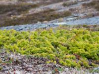 Juniperus communis ssp. nana Nordkalottenleden, Torne lappmark, Lappland, Sweden 20150709_0731