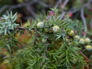 Juniperus deltoides