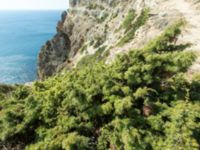 Juniperus deltoides Fiolent, Crimea, Russia 20150914_0142