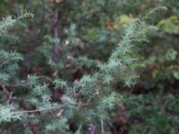 Juniperus deltoides Sevastopol-Yalta, Crimea, Russia 20150915_0316