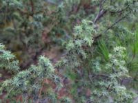 Juniperus deltoides Sevastopol-Yalta, Crimea, Russia 20150915_0356