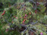 Juniperus deltoides Sevastopol-Yalta, Crimea, Russia 20150915_0370
