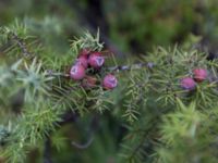 Juniperus deltoides Sevastopol-Yalta, Crimea, Russia 20150915_0371