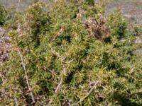 Juniperus oxycedrus Devdoraki Valley, Stepantsminda, Mtskheta-Mtianeti, Georgia 20180425_3361