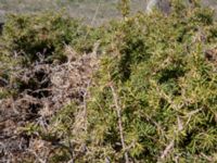 Juniperus oxycedrus Devdoraki Valley, Stepantsminda, Mtskheta-Mtianeti, Georgia 20180425_3362