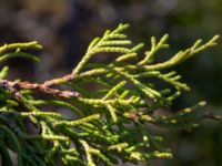 Juniperus procumbens Lernacken, Malmö, Skåne, Sweden 20200405_0089