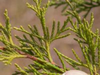 Juniperus procumbens Lernacken, Malmö, Skåne, Sweden 20230415_0030