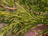 Juniperus procumbens Lernacken, Malmö, Skåne, Sweden 20230415_0032
