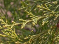 Juniperus procumbens Lernacken, Malmö, Skåne, Sweden 20230415_0034