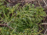 Juniperus sabina V campingplatsen, Grönhögen, Mörbylånga, Öland, Sweden 20160410_0184