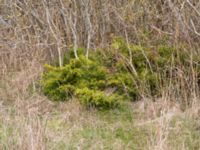 Juniperus sabina V campingplatsen, Grönhögen, Mörbylånga, Öland, Sweden 20160410_0187