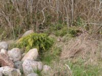 Juniperus sabina V campingplatsen, Grönhögen, Mörbylånga, Öland, Sweden 20160410_0188