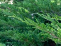 Juniperus scopulorum Himmelstalundshallen, Linköping, Östergötland, Sweden 20200816_0030
