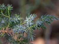 Juniperus squamata Påarp, Helsingborg, Skåne, Sweden 20180408_0038