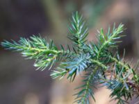 Juniperus squamata Påarp, Helsingborg, Skåne, Sweden 20180408_0039