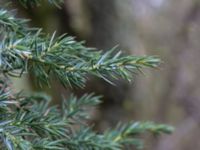 Juniperus squamata Sularp, Södra Sandby, Lund, Skåne, Sweden 20170408_0005