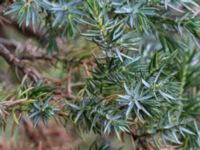 Juniperus squamata Sularp, Södra Sandby, Lund, Skåne, Sweden 20170408_0007