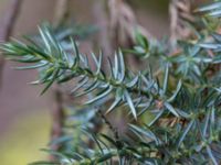 Juniperus squamata Sularp, Södra Sandby, Lund, Skåne, Sweden 20170408_0008