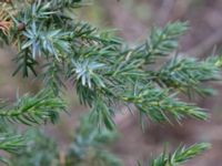 Juniperus squamata Sularp, Södra Sandby, Lund, Skåne, Sweden 20170408_0009