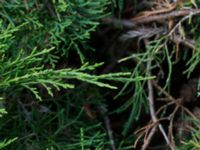 Juniperus virginiana Landskronavägen 550 m NE Sundsgården, Helsingborg, Skåne, Sweden 20170811_0009