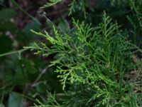 Juniperus virginiana Landskronavägen 550 m NE Sundsgården, Helsingborg, Skåne, Sweden 20170811_0010