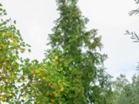 Metasequoia glyptostroboides Tunisborg f.d. plantskola, Lund, Skåne, Sweden 20220820_0043