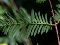 Metasequoia glyptostroboides Tunisborg f.d. plantskola, Lund, Skåne, Sweden 20220820_0047