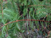 Taxus baccata Husie ankdamm, Malmö, Skåne, Sweden 20171028_IMG_2275