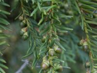 Taxus baccata Landskronavägen 550 m NE Sundsgården, Helsingborg, Skåne, Sweden 20170811_0016