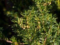 Taxus baccata Skjutnanan, Lernacken, Malmö, Skåne, Sweden 20170310_0046