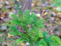 Taxus x media Falsterbo kyrka, Falsterbo, Falsterbonäset, Vellinge, Skåne, Sweden 20151024_0048