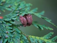 Thuja plicata Sankt Hans Backar, Lund, Skåne, Sweden 20151108_0037