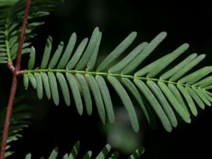 Metasequoia glyptostroboides - Dawn Redwood - Kinesisk sekvoja