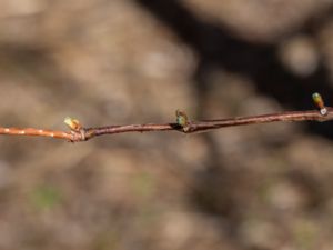 Taxodium distichum - Bald Cypress - Sumpcypress