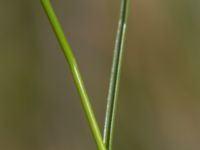 Blysmus compressus Toarpsdammen, Malmö, Skåne, Sweden 20150723_0076