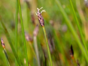 Blysmus rufus - Saltmarsh Flat-sedge - Rödsäv