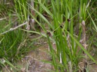 Bolboschoenus maritimus Lilla kalkbrottet, Klagshamns udde, Malmö, Skåne, Sweden 20160521_0151