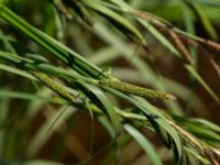 Carex acuta Doktorspromenaden, Falkenberg, Halland, Sweden 20160605_0217