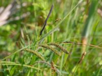 Carex acuta Fuktängen, Toarp, Malmö, Skåne, Sweden 20240525_0102