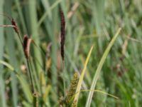 Carex acuta Toarpsdammen, Malmö, Skåne, Sweden 20170625_0139