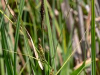 Carex acuta Toarpsdammen, Malmö, Skåne, Sweden 20190621_0117