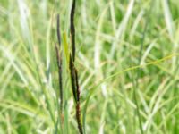 Carex acuta Toarpsdammen, Malmö, Skåne, Sweden 20190621_0171