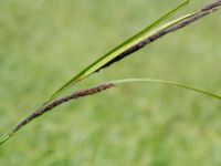 Carex acuta Toarpsdammen, Malmö, Skåne, Sweden 20190621_0172