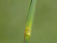 Carex acuta Toarpsdammen, Malmö, Skåne, Sweden 20190621_0175