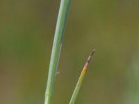 Carex appropinquata Sularpskärret, Lund, Skåne, Sweden 20190712_0116