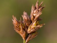Carex arenaria Kämpingedungen, Vellinge, Skåne, Sweden 20150808_0052