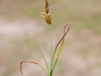 Carex arenaria Sandheden, Klagshamns udde, Malmö, Skåne, Sweden 20240531_0027