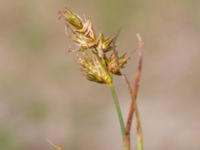 Carex arenaria Sandheden, Klagshamns udde, Malmö, Skåne, Sweden 20240531_0029