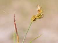 Carex arenaria Sandheden, Klagshamns udde, Malmö, Skåne, Sweden 20240531_0031