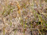 Carex arenaria Stenshuvud, Simrishamn, Skåne, Sweden 20180706_0095